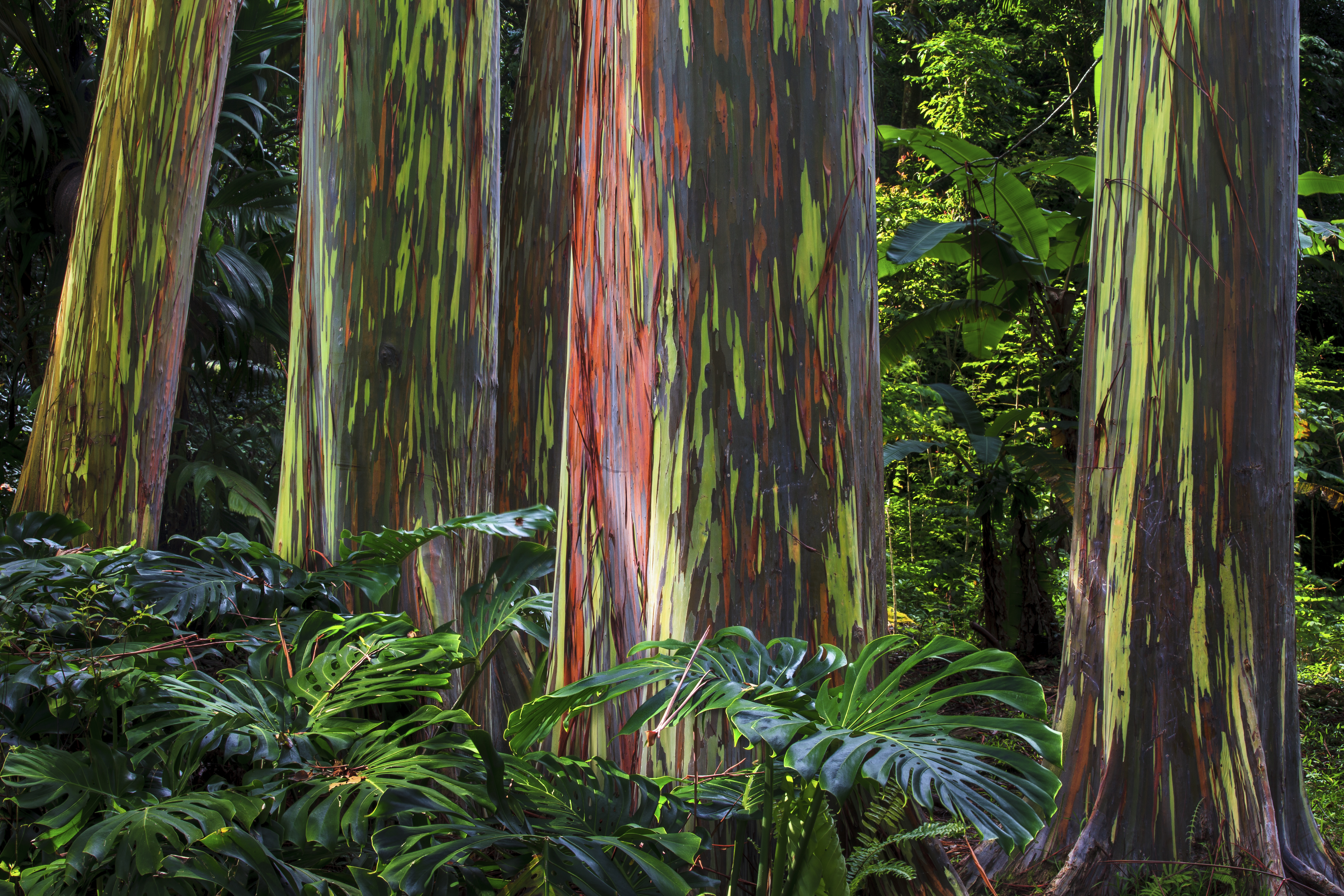 Illustration for SW HEAD Image